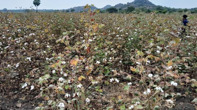 Pink Bollworm: A Major Threat to Cotton Cultivation in North India (GS Paper 3, Environment)