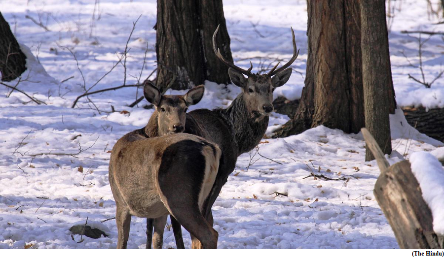 Mating calls indicate Kashmir hanguls are on a comeback trail (GS Paper 3, Environment)