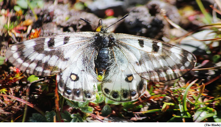 Dusted Apollo sighted for first time in Himachal’s Chamba (GS Paper 3, Science and Technology)