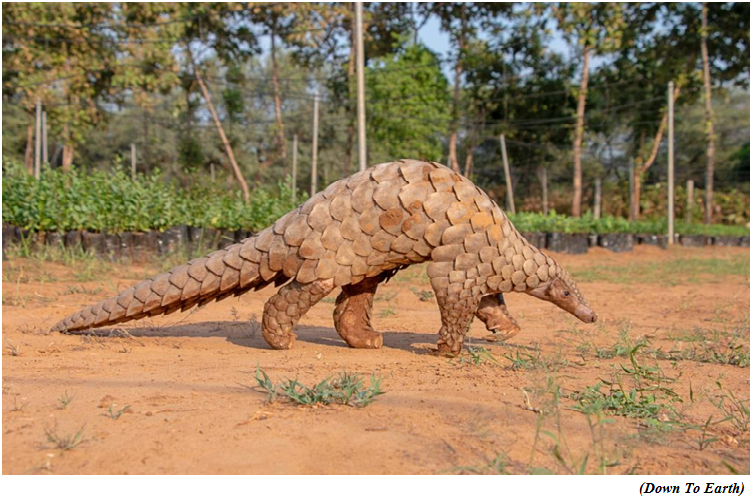 Over 1200 pangolins trafficked in India in 5 years Report (GS Paper 3, Environment)