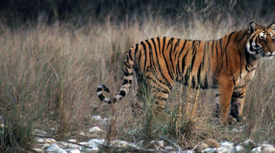 Decoding the judgment on Jim Corbett (GS Paper 2, Governance)