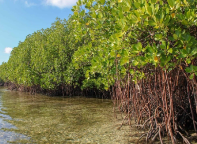 The Role of Mangroves in Coastal Resilience (GS Paper 1, Geography)