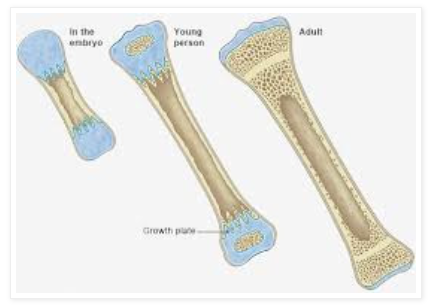 Ossification Test and Its Legal Implications (GS Paper 2, Governance)