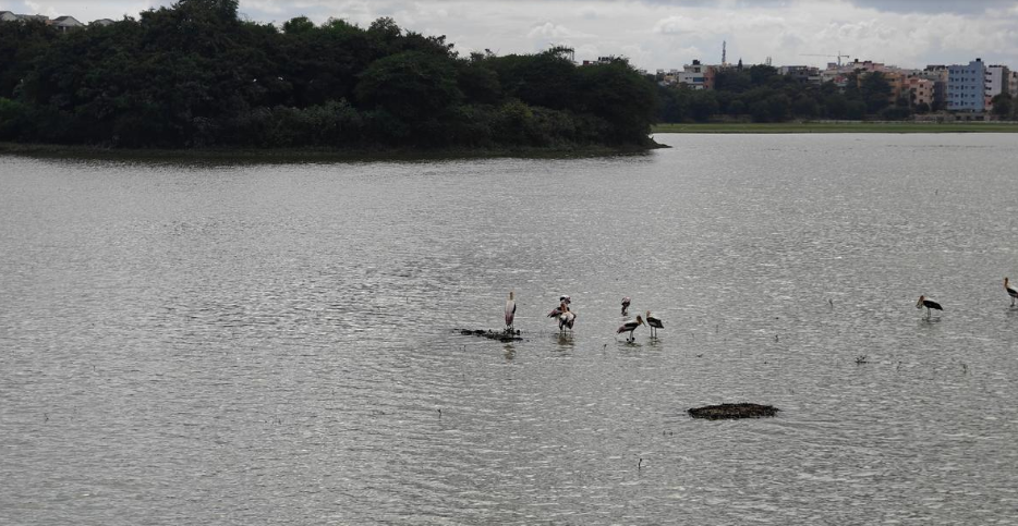 The Complex Process of Restoring Lakes in Bengaluru (GS Paper 3, Environment)