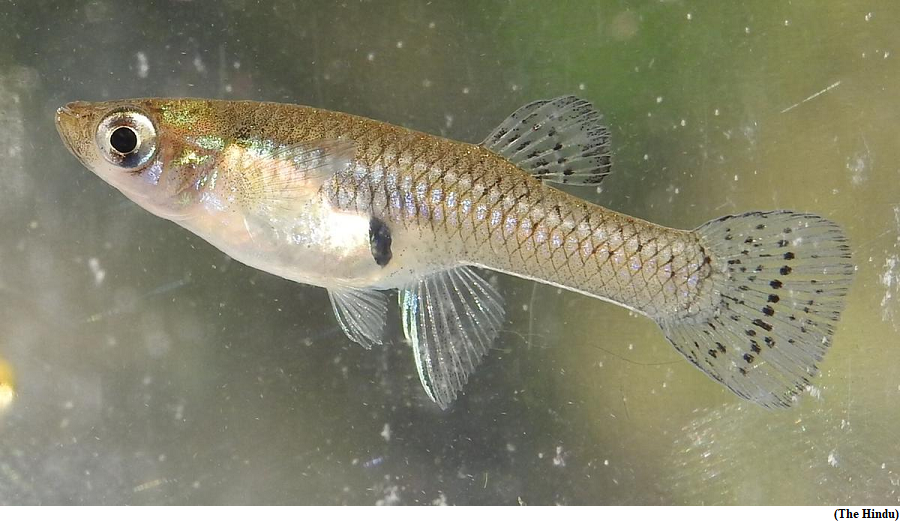 Mosquitofish, used to fight mosquitoes, has become invasive in India (GS Paper 2, Health)