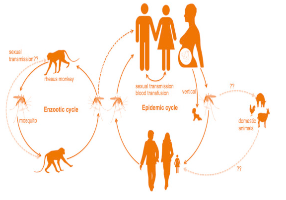 Zika Virus Outbreak: Challenges and Strategic Responses (GS Paper 2, Health)