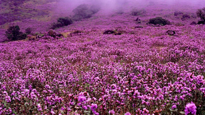 Neelakurinji: The Endangered Purple Bloom of the Western Ghats (GS Paper 3, Environment)