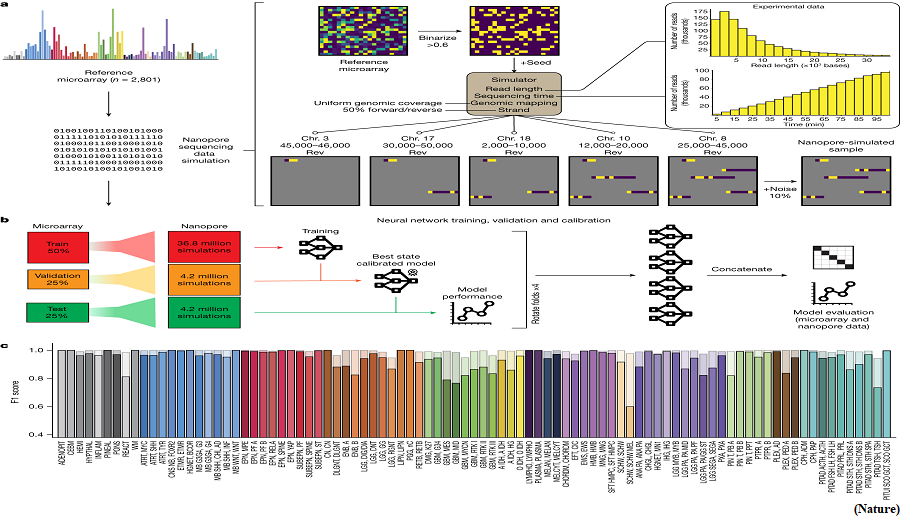 Deep learning helps classification of tumours during surgery (GS Paper 3, Science and Technology)