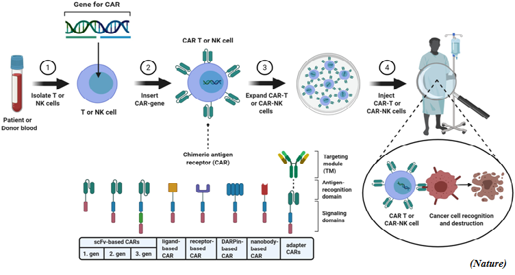 CAR T cell therapy the next step towards a holistic treatment of cancer (GS Paper 3, Science and Tech)